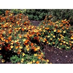 Buskpotentil 'Red Ace' Potentilla Fruticosa 'Red Ace' Potte 2,0 Liter,- 25-30 Cm. -Sirius Butik mi1906 potentilla fruticosa red ace n 015e