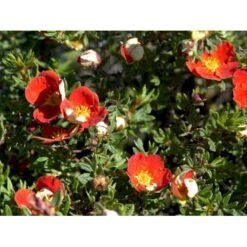 Buskpotentil 'Red Robin' Potentilla Fruticosa 'Red Robin' 3,5 Liter Potte -Sirius Butik mi1907 potentilla fruticosa red robin 6983