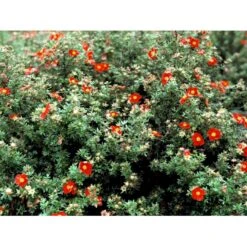 Buskpotentil 'Red Robin' Potentilla Fruticosa 'Red Robin' 3,5 Liter Potte