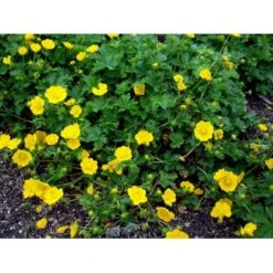 Vårpotentil Potentilla Neumanniana 1 Liter Potte 6 Vårpotentil Potentilla Neumanniana 1 Liter Potte -Sirius Butik mi1911 potentilla neumanniana 1b67