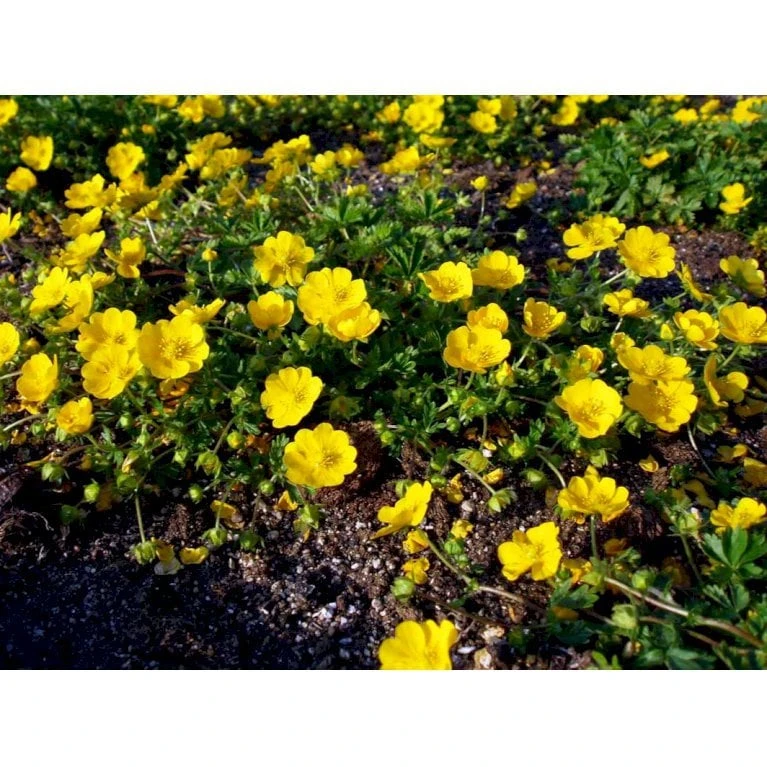 Vårpotentil Potentilla Neumanniana 1 Liter Potte 1 Vårpotentil Potentilla Neumanniana 1 Liter Potte