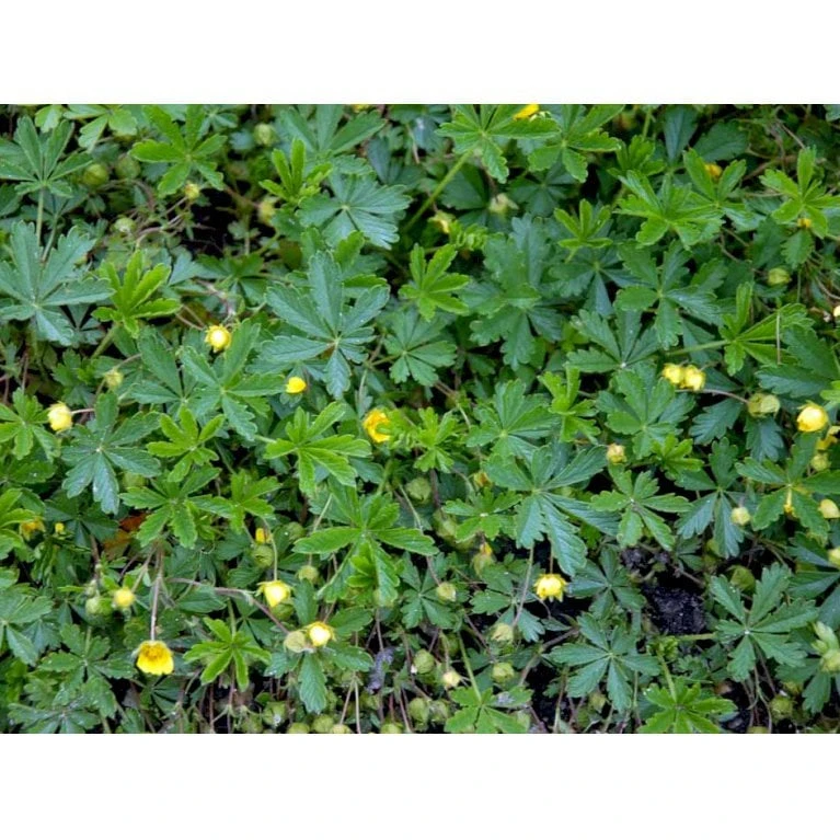 Vårpotentil Potentilla Neumanniana 1 Liter Potte 4 Vårpotentil Potentilla Neumanniana 1 Liter Potte - Billede 4
