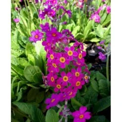 Etageprimula Primula Beesiana 1 Liter Potte -Sirius Butik mi1920 primula beesiana 23cb