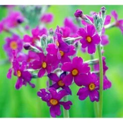 Etageprimula Primula Beesiana 1 Liter Potte -Sirius Butik mi1920 primula beesiana 6a38