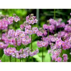 Etageprimula Primula Beesiana 1 Liter Potte -Sirius Butik mi1920 primula beesiana c590