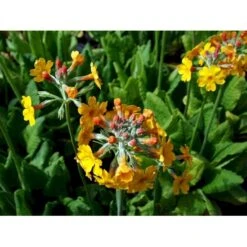 Etageprimula Primula Bulleyana 1 Liter Potte -Sirius Butik mi1921 primula bulleyana 1da5