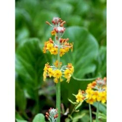 Etageprimula Primula Bulleyana 1 Liter Potte -Sirius Butik mi1921 primula bulleyana 7594