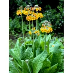 Etageprimula Primula Bulleyana 1 Liter Potte -Sirius Butik mi1921 primula bulleyana 9166