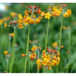 Etageprimula Primula Bulleyana 1 Liter Potte -Sirius Butik mi1921 primula bulleyana ab47