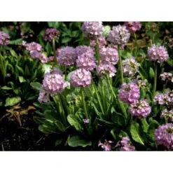 Kugleprimula Primula Denticulata 1 Liter Potte -Sirius Butik mi1925 primula denticulata 07e2