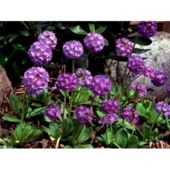 Kugleprimula Primula Denticulata 1 Liter Potte -Sirius Butik mi1925 primula denticulata 0c44