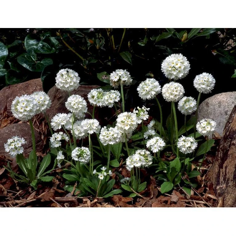 Kugleprimula D. 'Alba' Primula Denticulata 'Alba' 1 Liter Potte 6 Kugleprimula D. 'Alba' Primula Denticulata 'Alba' 1 Liter Potte - Billede 6