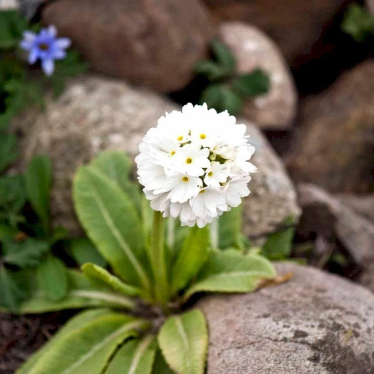 Kugleprimula D. 'Alba' Primula Denticulata 'Alba' 1 Liter Potte 1 Kugleprimula D. 'Alba' Primula Denticulata 'Alba' 1 Liter Potte