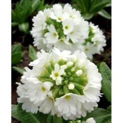 Kugleprimula D. 'Alba' Primula Denticulata 'Alba' 1 Liter Potte 8 Kugleprimula D. 'Alba' Primula Denticulata 'Alba' 1 Liter Potte -Sirius Butik mi1929 primula denticulata alba ea77