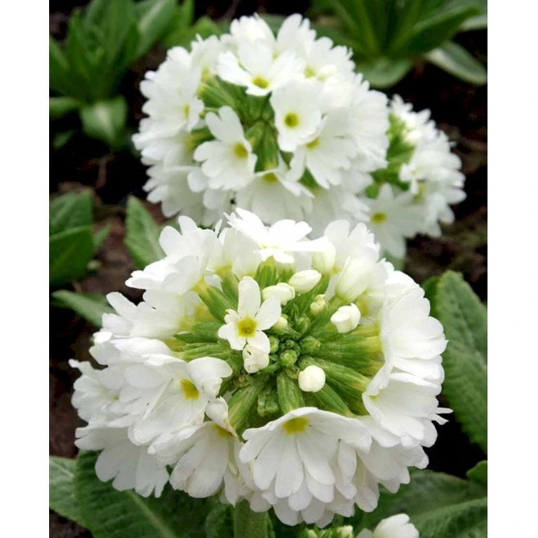 Kugleprimula D. 'Alba' Primula Denticulata 'Alba' 1 Liter Potte 3 Kugleprimula D. 'Alba' Primula Denticulata 'Alba' 1 Liter Potte - Billede 3