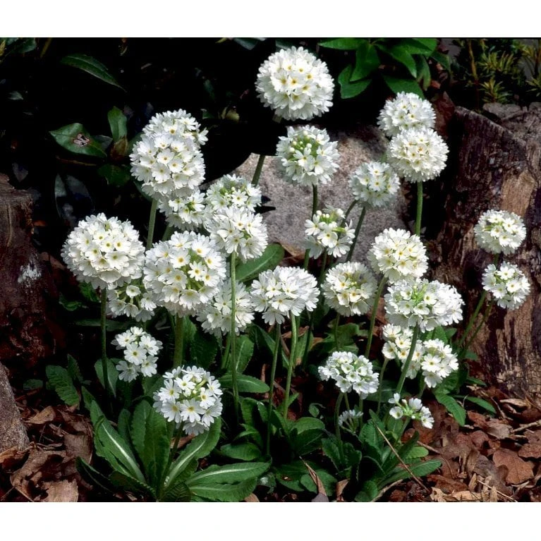 Kugleprimula D. 'Alba' Primula Denticulata 'Alba' 1 Liter Potte 5 Kugleprimula D. 'Alba' Primula Denticulata 'Alba' 1 Liter Potte - Billede 5