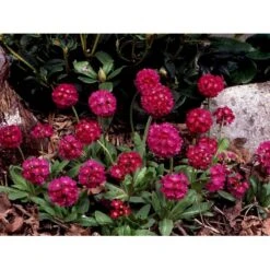 Kugleprimula Primula Denticulata 'Rubin' 1 Liter Potte -Sirius Butik mi1932 primula denticulata rubin 9693