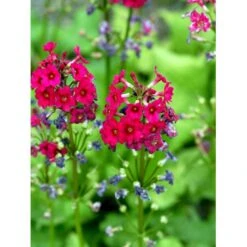 Etageprimula Primula Japonica 'miller'S Crimson' 1 Liter Potte -Sirius Butik mi1948 primula japonica miller s crimson 2019