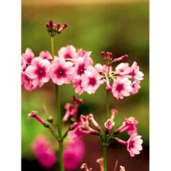 Etageprimula Primula Japonica 'miller'S Crimson' 1 Liter Potte -Sirius Butik mi1948 primula japonica miller s crimson 6f87