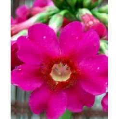 Etageprimula Primula Japonica 'miller'S Crimson' 1 Liter Potte -Sirius Butik mi1948 primula japonica miller s crimson 76a0