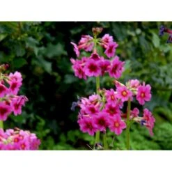 Etageprimula Primula Japonica 'miller'S Crimson' 1 Liter Potte -Sirius Butik mi1948 primula japonica miller s crimson eaec