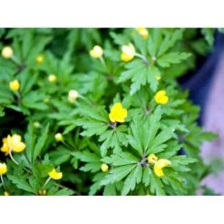 Gul Anemone Anemone Ranunculoides 10 Cm. Potte -Sirius Butik mi194 anemone ranunculoides 98d9