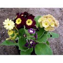 Haveaurikel Primula Pubescens 10 Cm. Potte -Sirius Butik mi1953 primula pubescens 4e0a