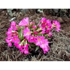 Rosenprimula 'Gigas' Primula Rosea 'Gigas' 1 Liter Potte -Sirius Butik mi1955 primula rosea gigas 0d54