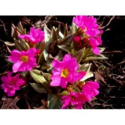 Rosenprimula 'Gigas' Primula Rosea 'Gigas' 1 Liter Potte -Sirius Butik mi1955 primula rosea gigas 6197