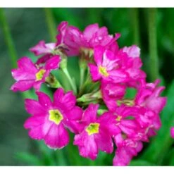 Rosenprimula 'Gigas' Primula Rosea 'Gigas' 1 Liter Potte