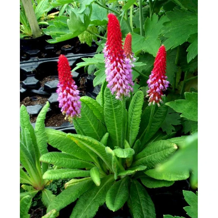 Hyacintprimula Primula Vialii 1 Liter Potte 4 Hyacintprimula Primula Vialii 1 Liter Potte - Billede 4