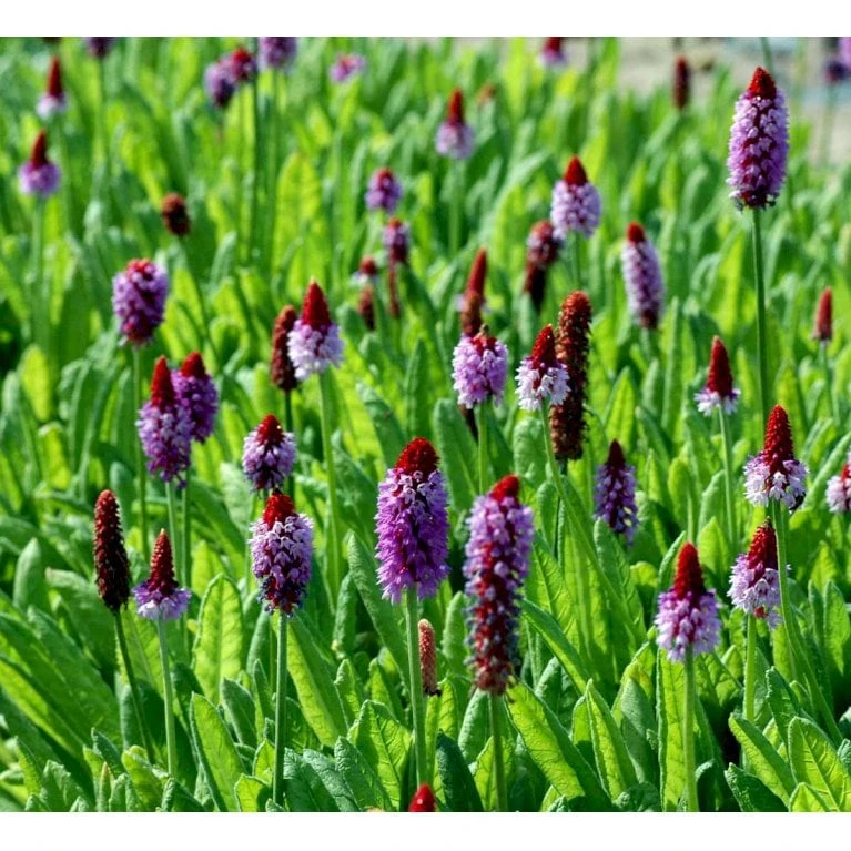 Hyacintprimula Primula Vialii 1 Liter Potte 1 Hyacintprimula Primula Vialii 1 Liter Potte