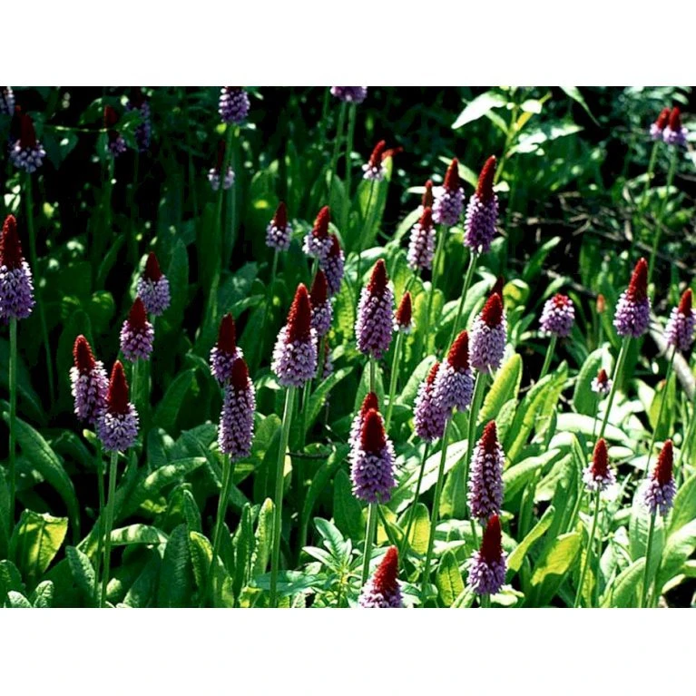 Hyacintprimula Primula Vialii 1 Liter Potte 8 Hyacintprimula Primula Vialii 1 Liter Potte - Billede 8