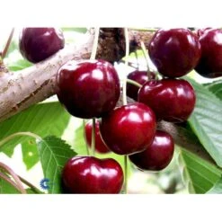 Sødkirsebær 'Skeena' - Selvbestøvende Prunus X 'Skeena' - Selvbestøvende 4-8 Grene, 130-170 Cm. 10 Liter Potte (Colt) -Sirius Butik mi1973 prunus avium skeena 8ac0