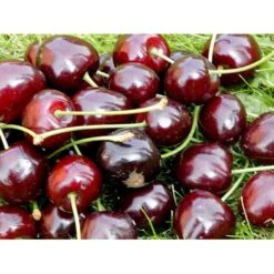 Sød Kirsebær 'Lapins' - Selvbestøvende Prunus X 'Lapins' - Selvbestøvende 4-8 Grene, 130-170 Cm. 10 Liter Potte (Colt) -Sirius Butik mi1979 prunus avium lapins a166