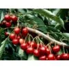 Sød Kirsebær 'Lapins' - Selvbestøvende Prunus X 'Lapins' - Selvbestøvende 4-8 Grene, 130-170 Cm. 10 Liter Potte (Colt)