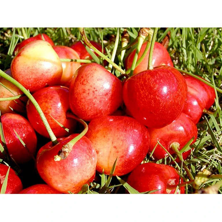 Sød Kirsebær 'Büttners Rote' Kræver Bestøver Prunus X 'Büttners Rote' Kræver Bestøver 4-8 Grene, 150-200 Cm. 10 Liter Potte (P.avi) 1 Sød Kirsebær 'Büttners Rote' Kræver Bestøver Prunus X 'Büttners Rote' Kræver Bestøver 4-8 Grene, 150-200 Cm. 10 Liter Potte (P.avi)