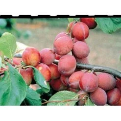 Blomme 'Jubileum' Prunus Domestica 'Jubileum' Dværgtræ, 3-5 Grene, 6,7 Liter Potte, 80-100 Cm. -Sirius Butik mi1995 prunus domestica jubileum 43bf