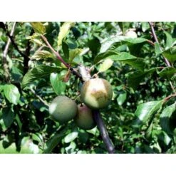 Blomme 'Grøn Reine Claude' Prunus Domestica 'R.C. Alm Grøn' 4-8 Grene, 130-170 Cm. 10 Liter Potte. (S.J.A.) 5 Blomme 'Grøn Reine Claude' Prunus Domestica 'R.C. Alm Grøn' 4-8 Grene, 130-170 Cm. 10 Liter Potte. (S.J.A.) -Sirius Butik mi1997 prunus domestica reine claude verte 7544