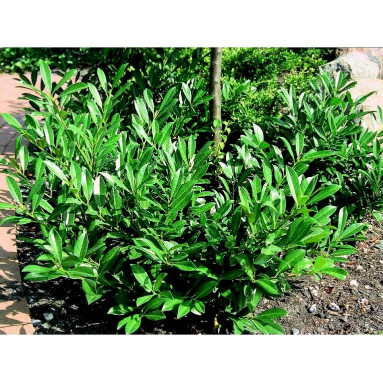 Kirsebærlaurbær 'Prufon' Prunus Laurocerasus 'Prufon' Med Klump,- 50-60 Cm. 3 Kirsebærlaurbær 'Prufon' Prunus Laurocerasus 'Prufon' Med Klump,- 50-60 Cm. - Billede 3