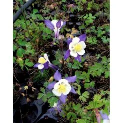 Langsporet Akeleje 'Blue Star' Aquilegia Caerulea 'Blue Star' 1 Liter Potte -Sirius Butik mi200 aquilegia blue star 4be1