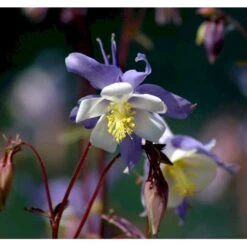 Langsporet Akeleje 'Blue Star' Aquilegia Caerulea 'Blue Star' 1 Liter Potte -Sirius Butik mi200 aquilegia blue star bc2d
