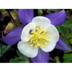Langsporet Akeleje 'Blue Star' Aquilegia Caerulea 'Blue Star' 1 Liter Potte -Sirius Butik mi200 aquilegia blue star ca67