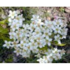 Weichsel Prunus Mahaleb Solitær Busk 150-200 Cm. - Med Klump -Sirius Butik mi2012 prunus mahaleb 997d