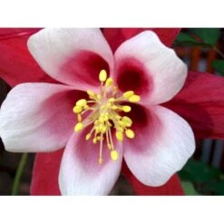 Langsporet Akeleje 'Crimson Star' Aquilegia Caerulea 'Crimson Star' 1 Liter Potte -Sirius Butik mi201 aquilegia crimson star 51c2