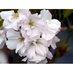 Japansk Søjlekirsebær Prunus Serrulata 'Amanogawa' Solitær Busk 150-200 Cm. - Med Klump -Sirius Butik mi2042 prunus serrulata amanogawa 1038