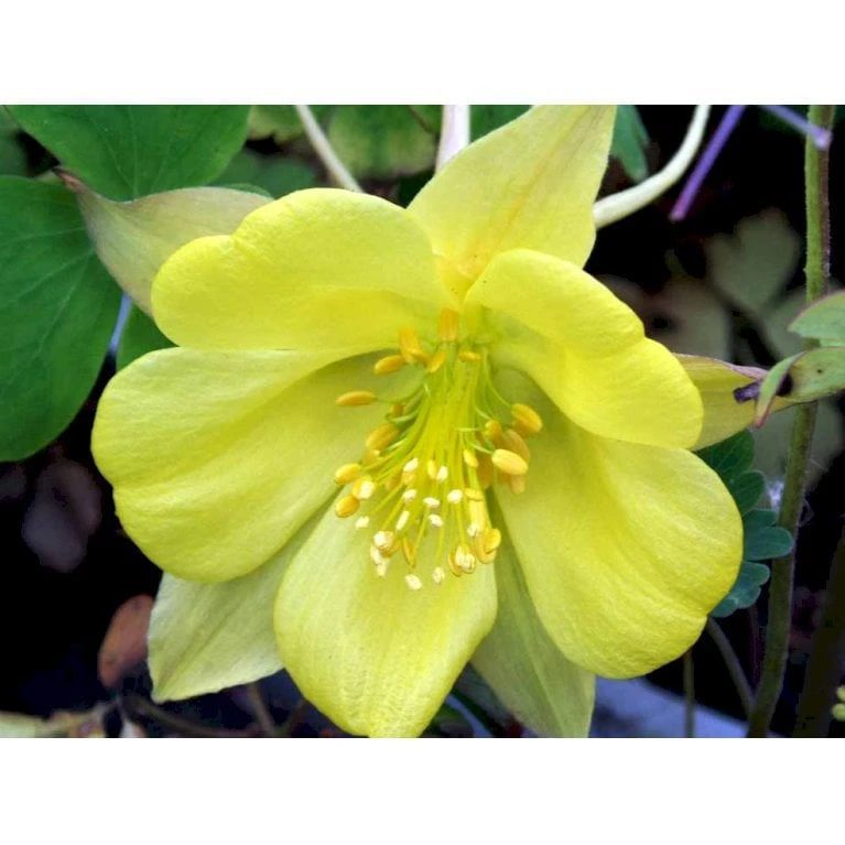Langsporet Akeleje 'Yellow Queen' Aquilegia Chrysantha 'Yellow Queen' 1 Liter Potte 1 Langsporet Akeleje 'Yellow Queen' Aquilegia Chrysantha 'Yellow Queen' 1 Liter Potte