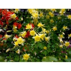 Langsporet Akeleje 'Yellow Queen' Aquilegia Chrysantha 'Yellow Queen' 1 Liter Potte 7 Langsporet Akeleje 'Yellow Queen' Aquilegia Chrysantha 'Yellow Queen' 1 Liter Potte -Sirius Butik mi204 aquilegia chrysantha yellow queen fefa
