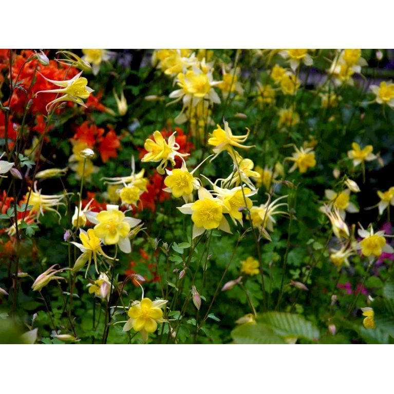 Langsporet Akeleje 'Yellow Queen' Aquilegia Chrysantha 'Yellow Queen' 1 Liter Potte 4 Langsporet Akeleje 'Yellow Queen' Aquilegia Chrysantha 'Yellow Queen' 1 Liter Potte - Billede 4