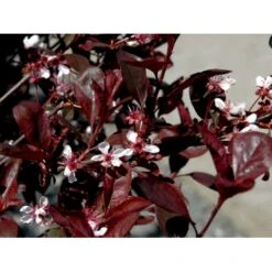 Dværgblodblomme Prunus X Cistena Opstammet 110 Cm. 7,5 Liter Potte -Sirius Butik mi2054 prunus x cistena 69be
